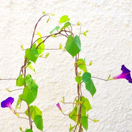 Tetraktys Estate Beachside Seaview υδωρ With Big Garden Lejlighed Halikounas